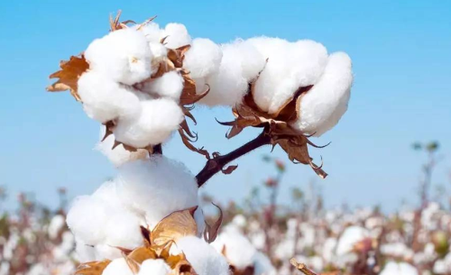 棉花期货行情怎么看？影响棉花价格的因