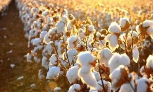 棉花期货发展历程分享：棉花市场